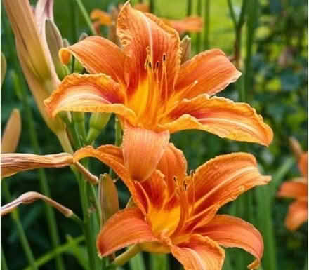 Photo of free Day lilies (South Brent) #1
