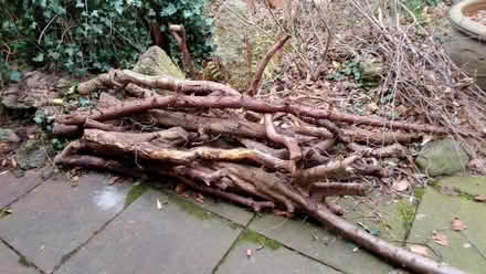 Photo of free Tree branches for logs (Torrisholme LA4) #1
