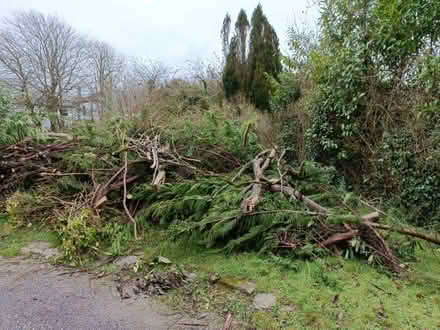 Photo of free Branches and logs (Bodmin) #2
