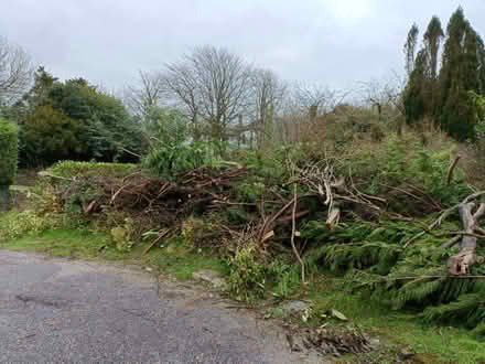 Photo of free Branches and logs (Bodmin) #1
