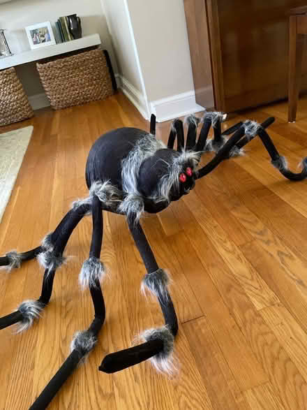 Photo of free Halloween spider (Zip 22306 Alexandria) #3