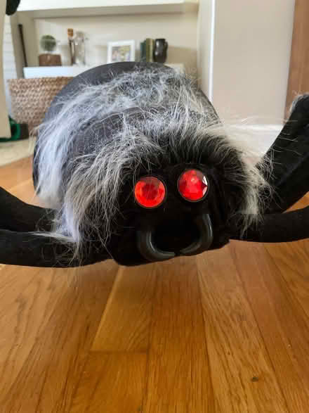 Photo of free Halloween spider (Zip 22306 Alexandria) #2