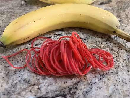 Photo of free Rubber bands (Severna Park) #1