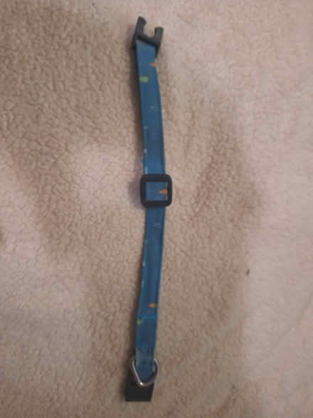 Photo of free Cat Collar (Nepean) #1