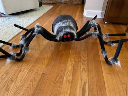 Photo of free Halloween spider (Zip 22306 Alexandria) #1