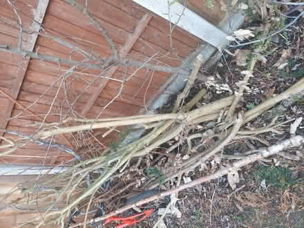 Photo of free Wood (CW2) #4