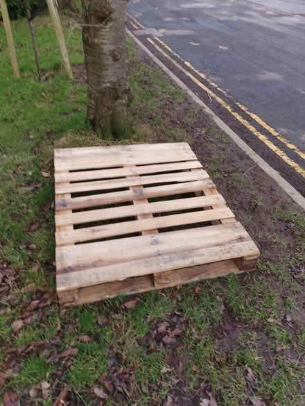 Photo of free Wooden Pallet (Bradway S17) #1