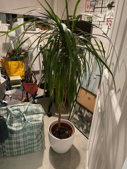 Photo of free Tall plant in white pot (Acton, London) #1