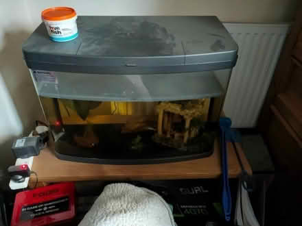 Photo of free Lonely fish plus accessories (Pant SY10) #2