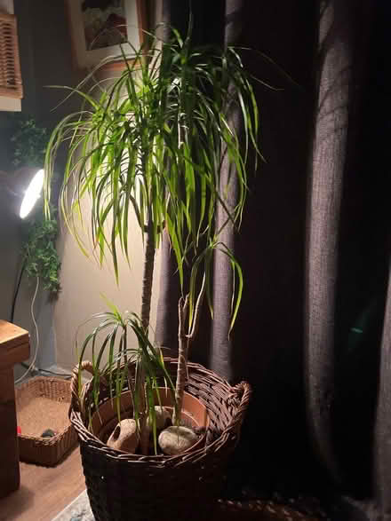 Photo of free Dragon tree (Waingroves DE59) #1