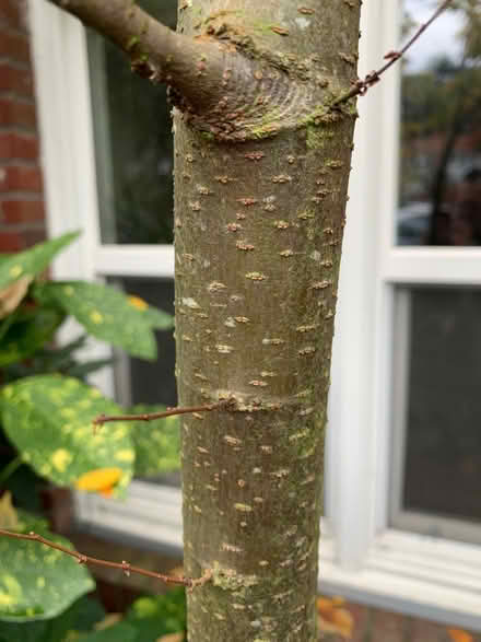 Photo of free sapling (Capitol Hill) #3