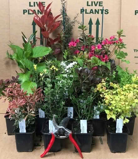Photo of Plants & Shrubs (Cambridge CB3) #1
