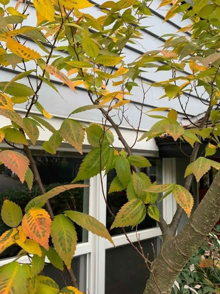 Photo of free sapling (Capitol Hill) #1