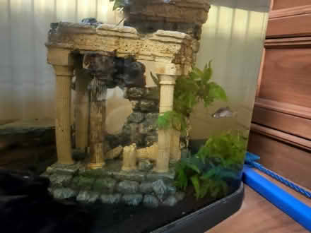 Photo of free Lonely fish plus accessories (Pant SY10) #1