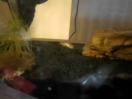 Photo of free Lonely fish plus accessories (Pant SY10) #3