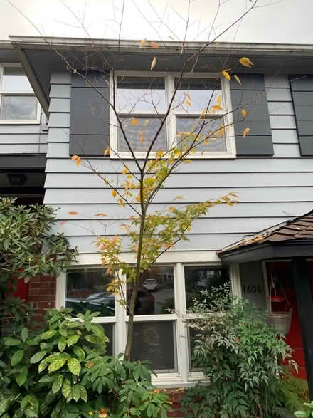 Photo of free sapling (Capitol Hill) #2