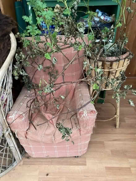 Photo of free Vintage Child’s Arm chair (Oxlinch GL10) #1