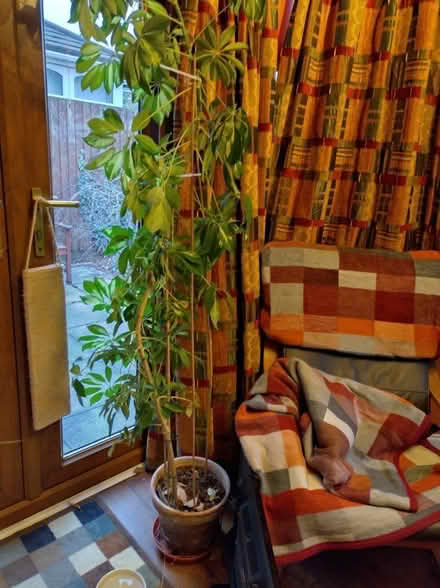 Photo of free Large umbrella tree indoor plant (Binley CV3) #1