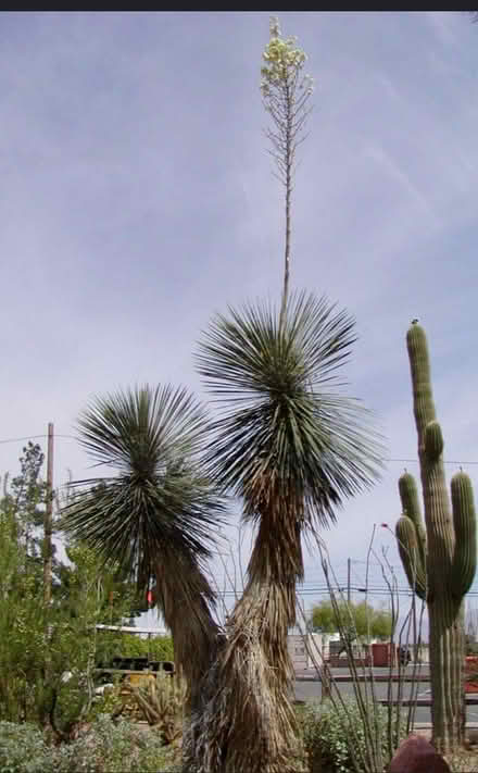 Photo of Yucca Canes (Central and Atrisco) #1