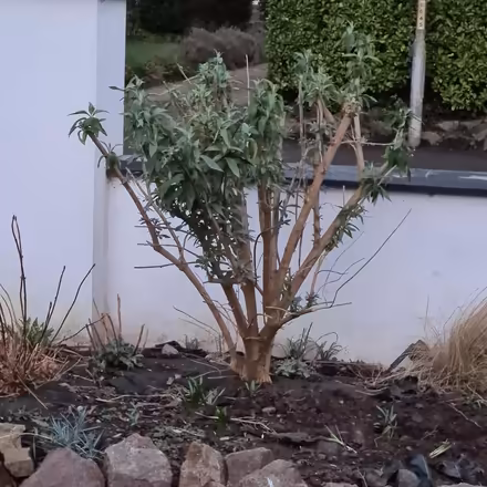 Photo of free Budleigh Shrub (Worcester) #2