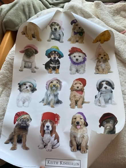 Photo of free Puppy poster (Hayward) #1