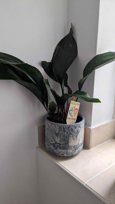 Photo of free Four indoor house plants & pots (Bromley North BR1) #2
