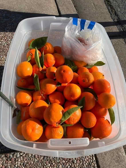 Photo of free Tangelos (Fremont Gomes area) #1