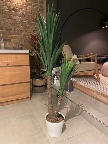 Photo of free Artificial House Plant (Blackhorse Road) #1
