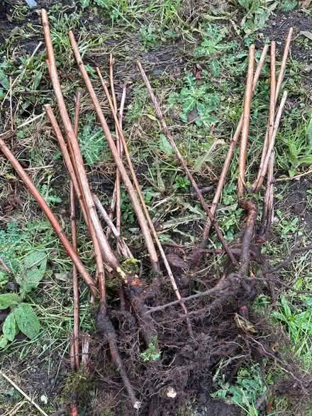 Photo of free Raspberry canes (Lancaster Park NE61) #1