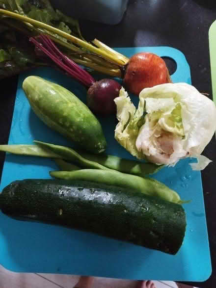 Photo of Plastic greenhouse (Kennford) #1