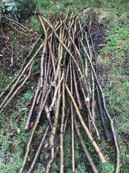 Photo of free Bean poles (West Liss GU33) #1