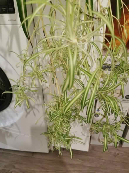 Photo of free Spider plant babies (Caterham) #1