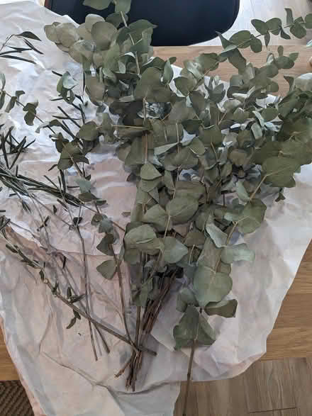 Photo of free Dried Eucalyptus (South West London) #2