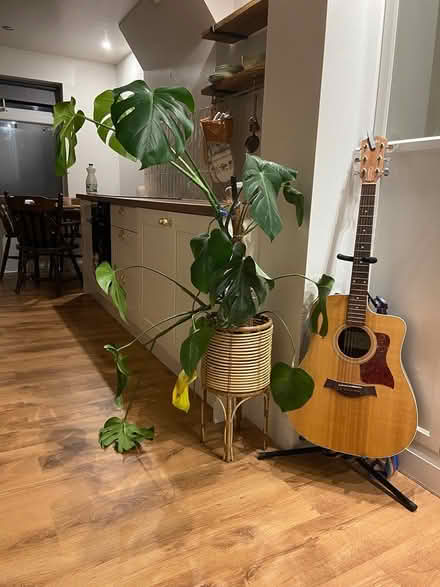 Photo of free Dying monstera (South Norwood SE25) #1