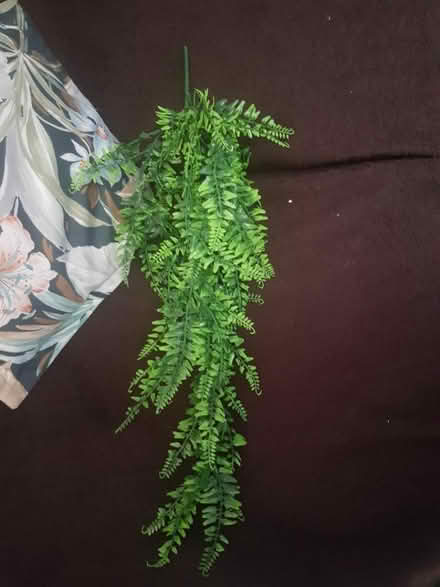 Photo of free Plastic plant (Edgeley) #1