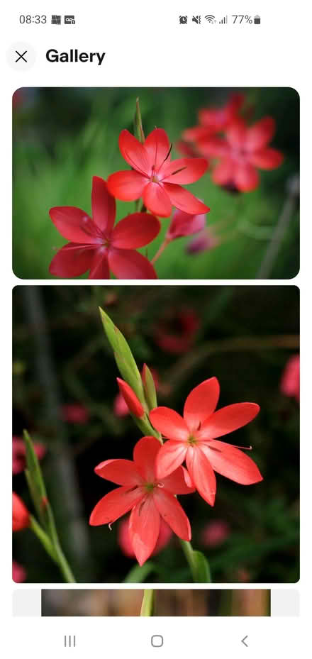 Photo of free Kaffir Lily Bulbs (Heysham) #1