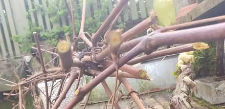 Photo of free Concord grape vine cuttings (West Seattle) #1
