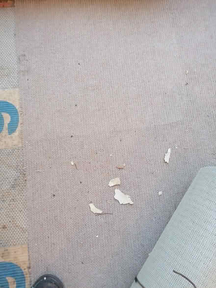 Photo of free Carpet used front room (SE19) #2