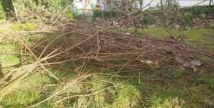 Photo of free Concord grape vine cuttings (West Seattle) #2