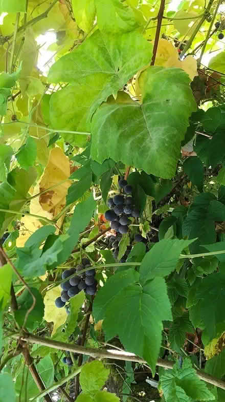 Photo of free Concord grape vine cuttings (West Seattle) #3