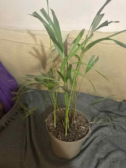 Photo of free Palm house plant (Alfreton DE55) #1