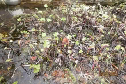 Photo of free marsh marigold (Little Welland WR13) #1