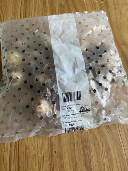 Photo of free 15 Asiatic lily bulbs (Odd Down) #1