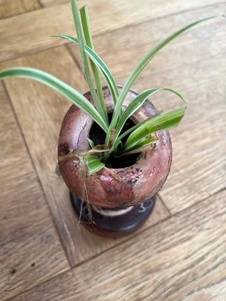 Photo of free Ornament spider plant head (Sheffield, S7) #3