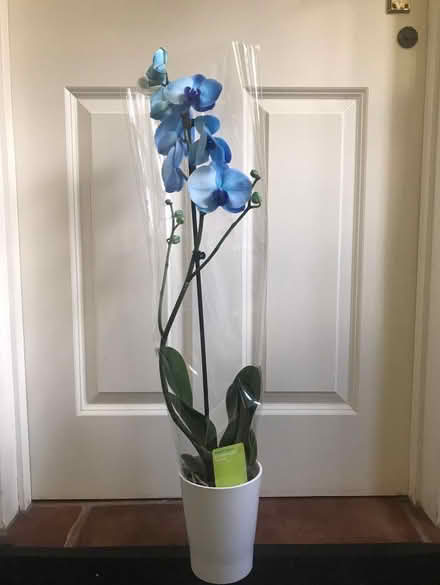 Photo of free Blue Flowering Orchid in Pot (Loughborough LE11) #1