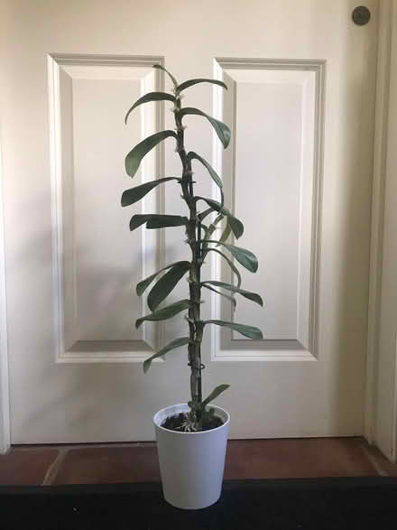 Photo of free Orchid - Flowering (Loughborough LE11) #1