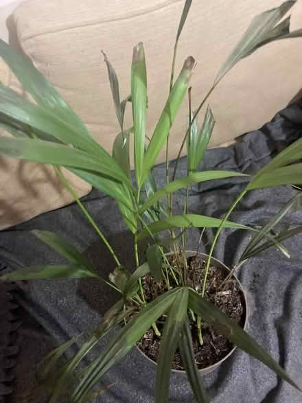 Photo of free Palm house plant (Alfreton DE55) #2
