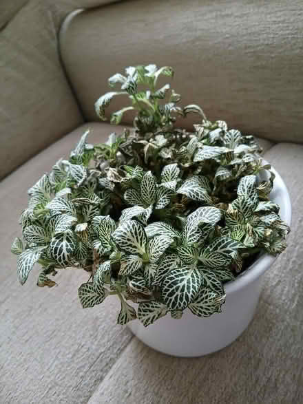 Photo of free Fittonia Plant - indoor variagated (Loughborough LE11) #1