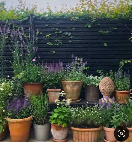 Photo of Ceramic Garden plant pots (Mottingham SE9 4) #1