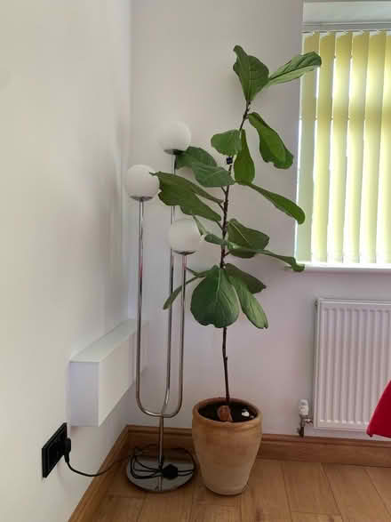 Photo of free Tall indoor houseplant (Slough SL3) #1